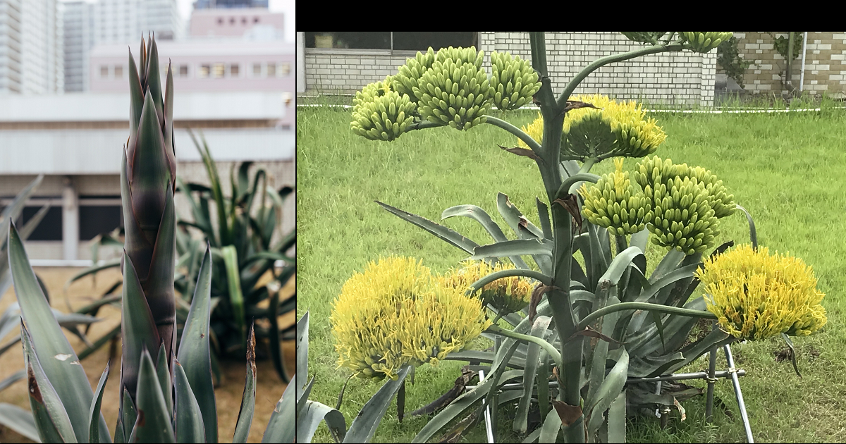 Flowering Image of Agave